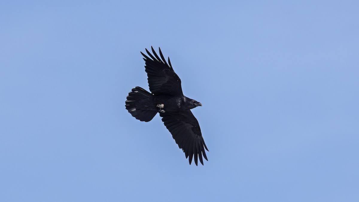 krkavec velký - ML646702973