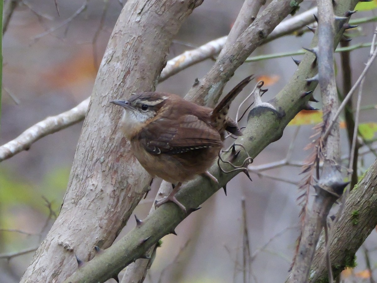 Cucarachero de Carolina (grupo ludovicianus) - ML646702975