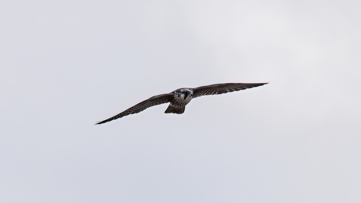 Сапсан - ML646702976