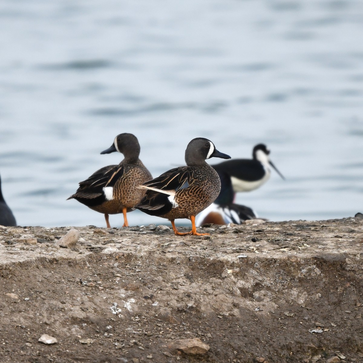 Zertzeta hegalurdina - ML646702977