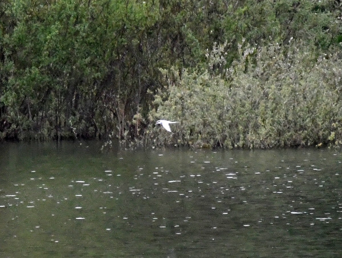 キョクアジサシ - ML646702978