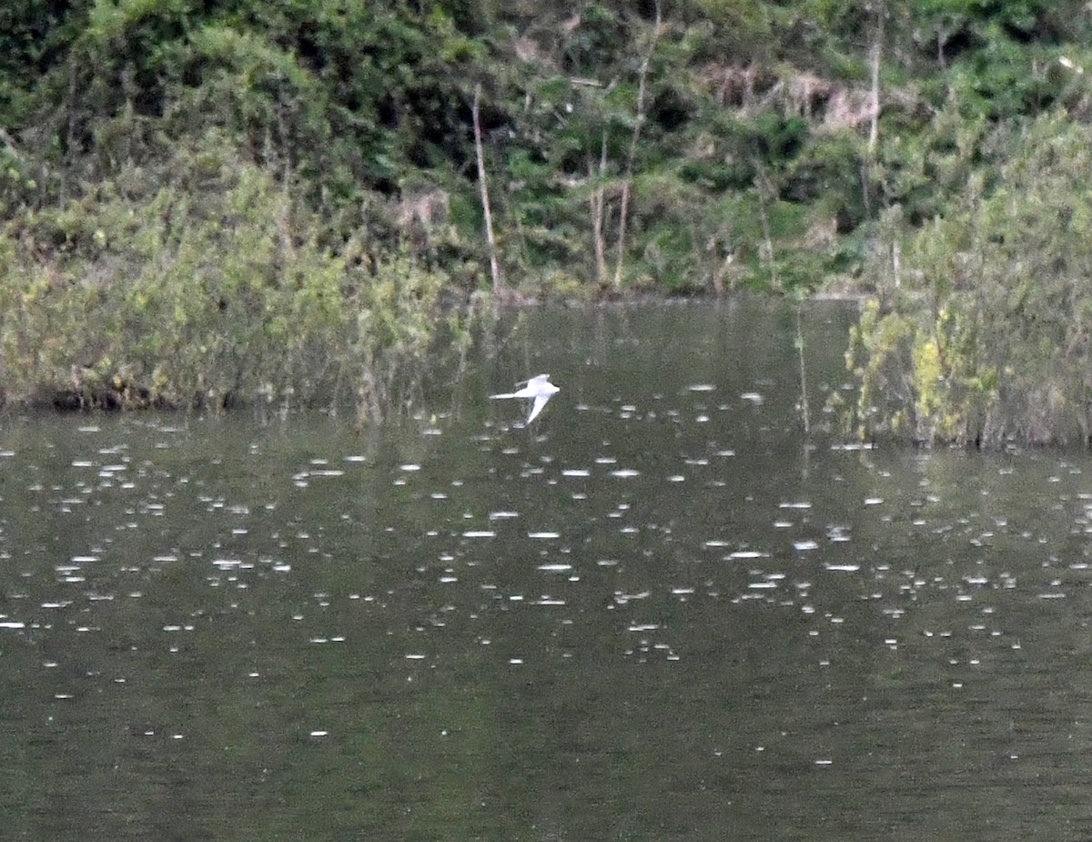 キョクアジサシ - ML646702979