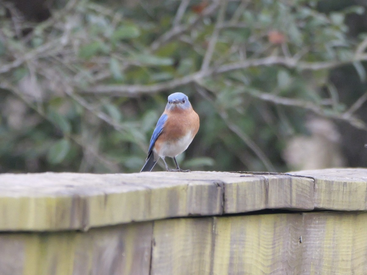 Azulejo Oriental (sialis/bermudensis) - ML646702981