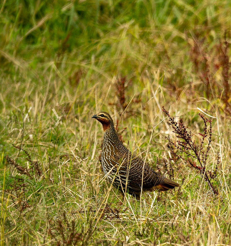 Swamp Francolin - ML646702982