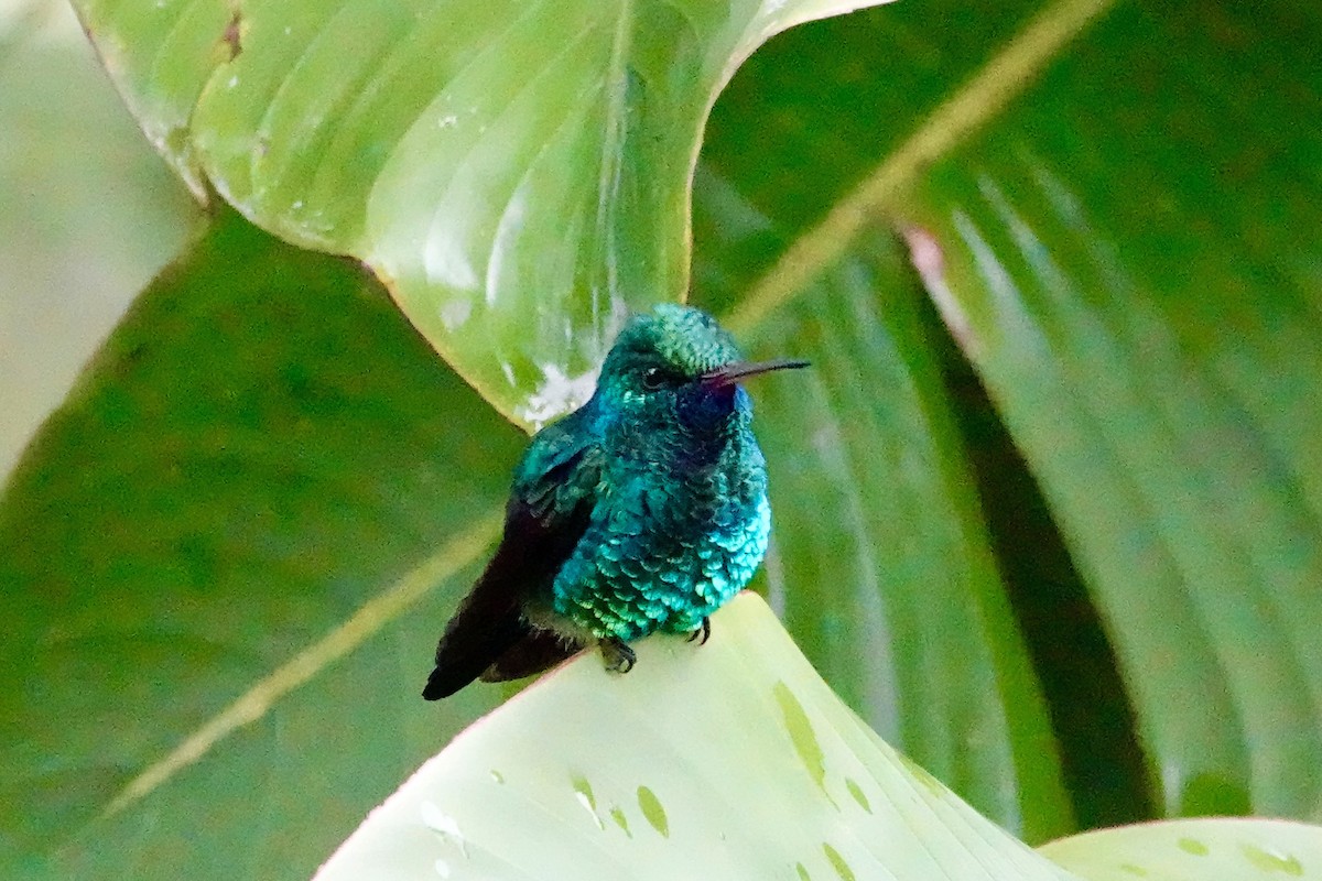 Blue-chinned Sapphire - ML646702983