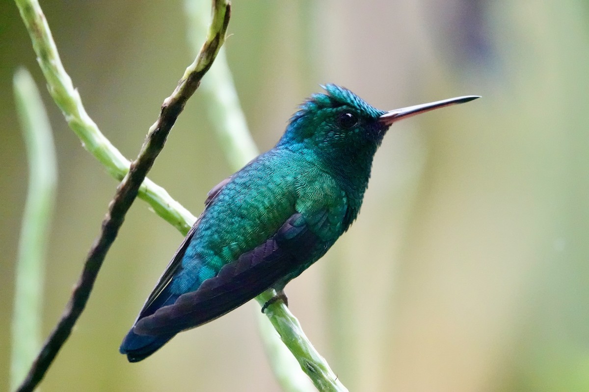Blue-chinned Sapphire - ML646702984