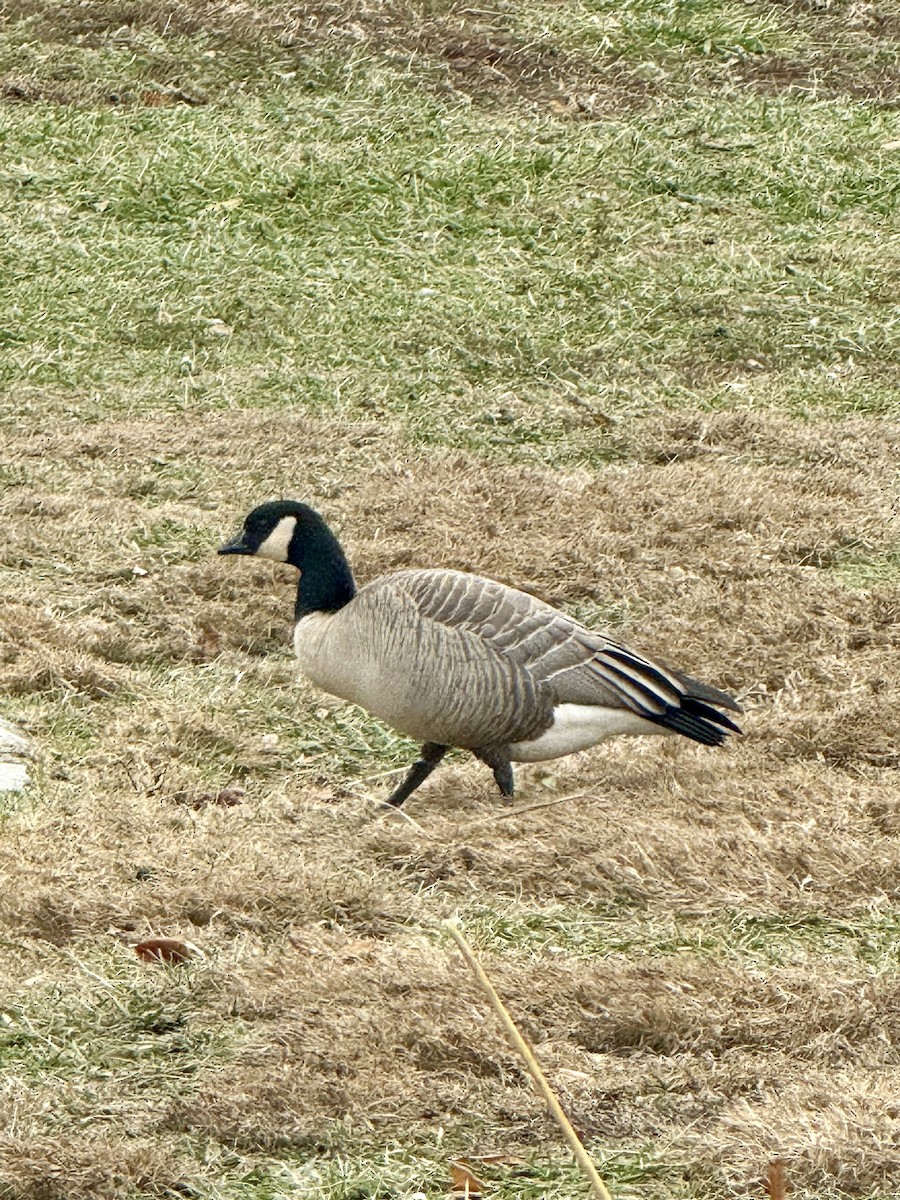 polargås - ML646702985