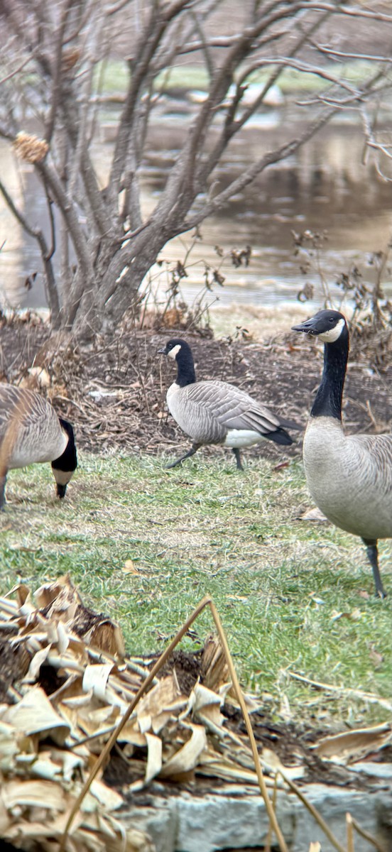 polargås - ML646702986