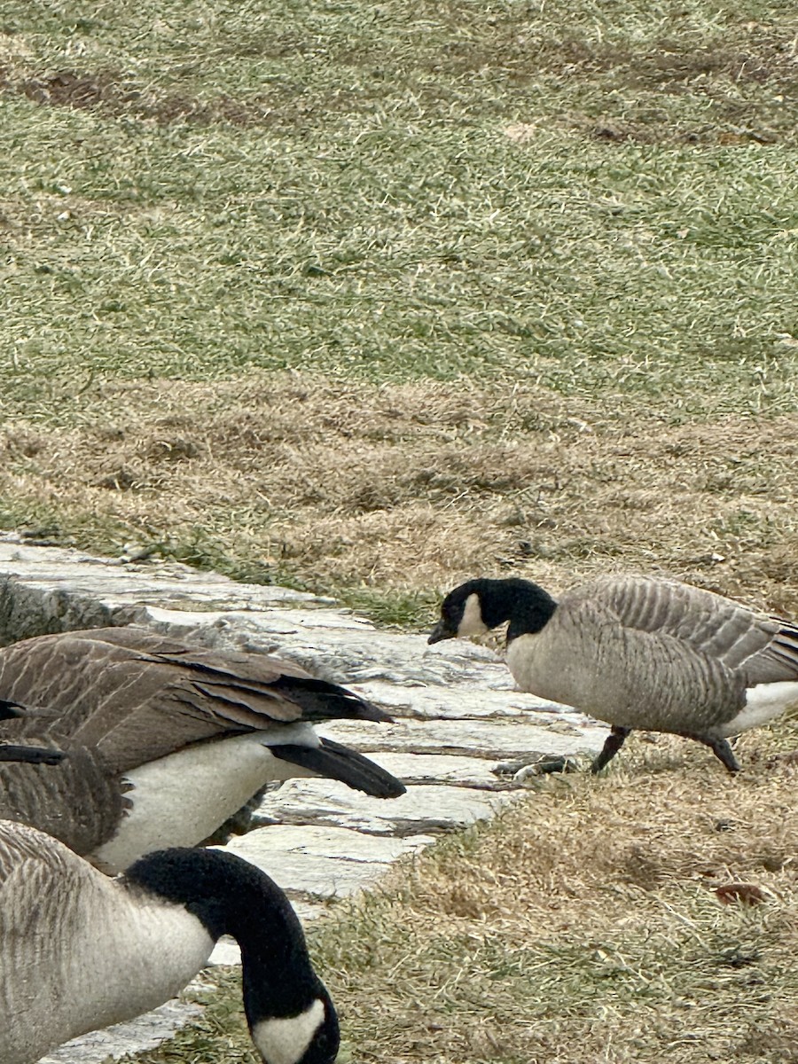 polargås - ML646702987