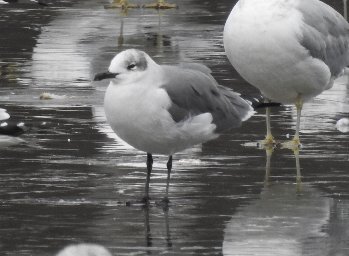 Gabbiano sghignazzante - ML646702988