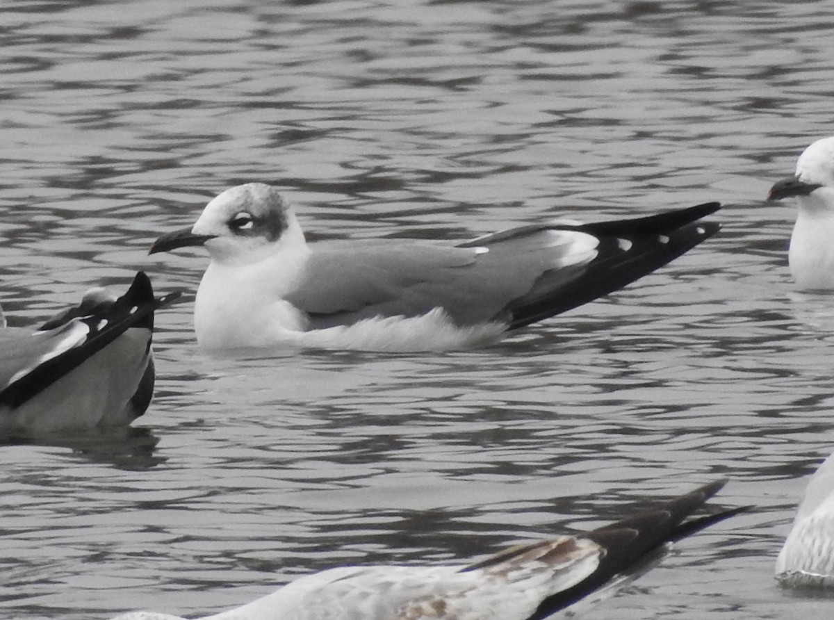 Gabbiano sghignazzante - ML646702989