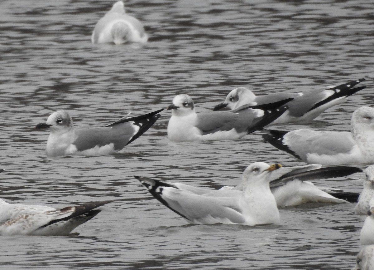 Gabbiano sghignazzante - ML646702990