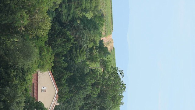 בז מצוי - ML646702992