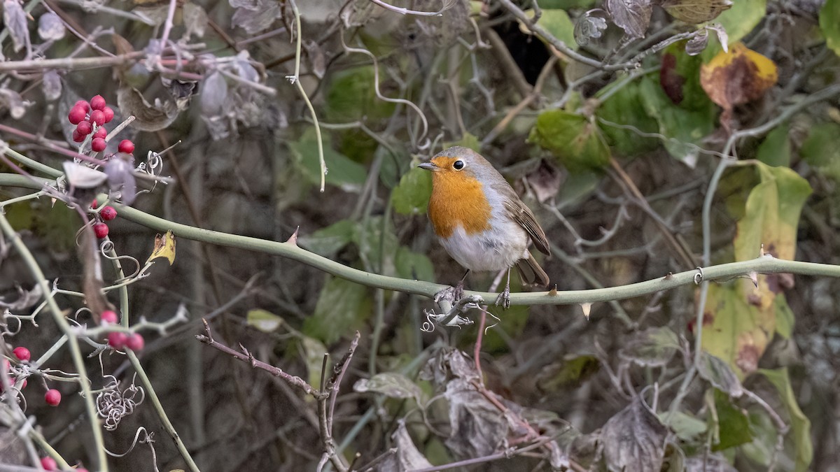 Зарянка - ML646702995