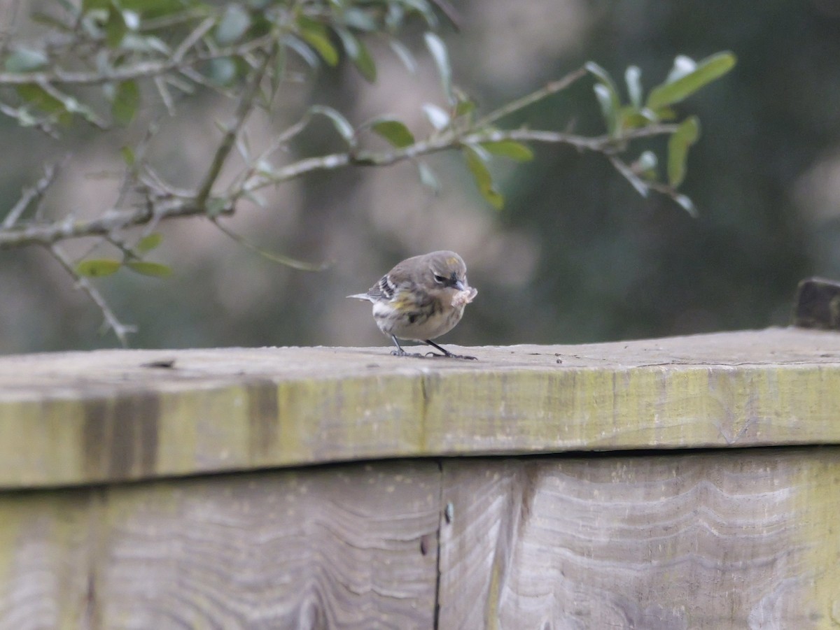 Reinita Coronada (Coronada) - ML646702996