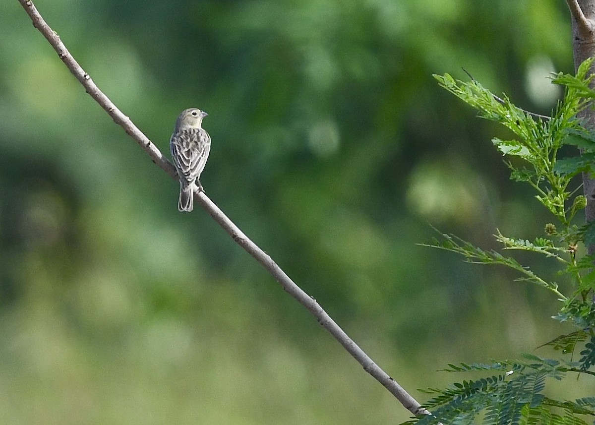 Короткоклювый зерноед - ML646702997