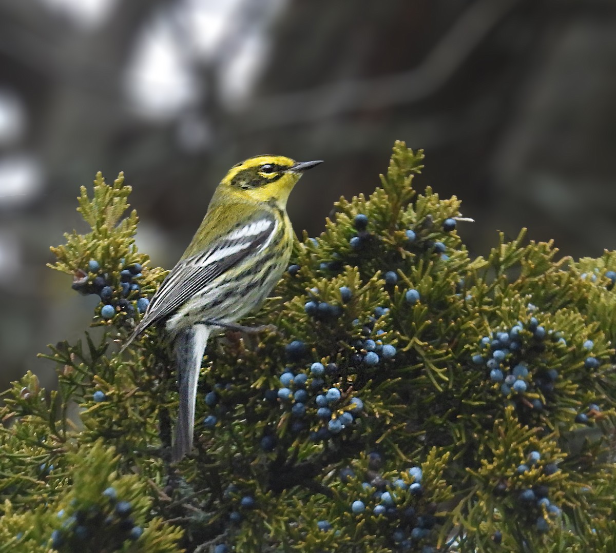 Townsend's Warbler - ML646702999