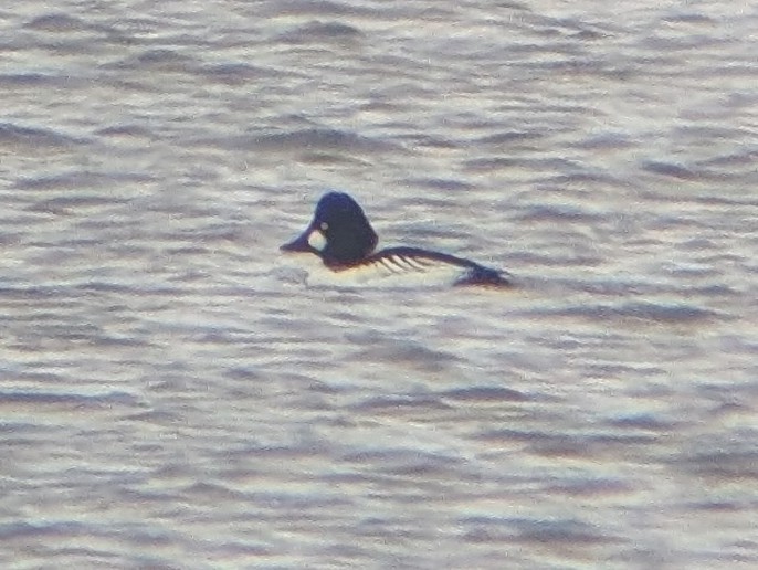 ホオジロガモ - ML646703000