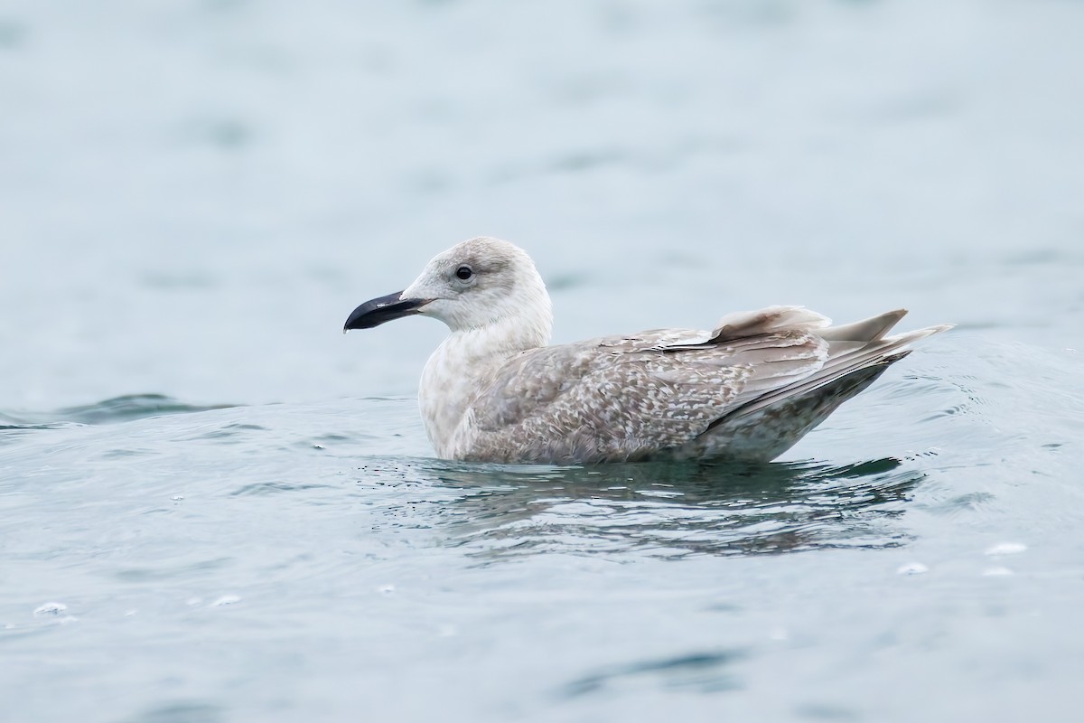 Beringo kaioa - ML646703001