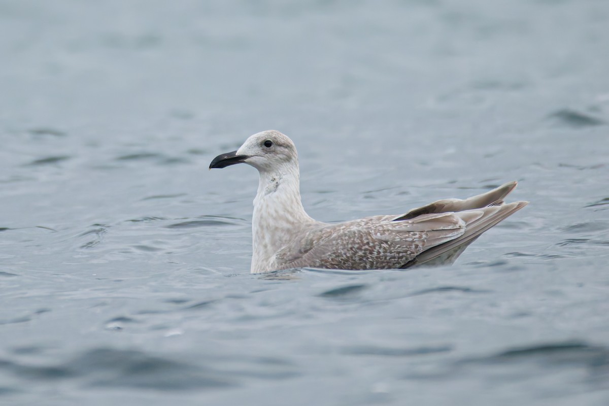 Beringo kaioa - ML646703002