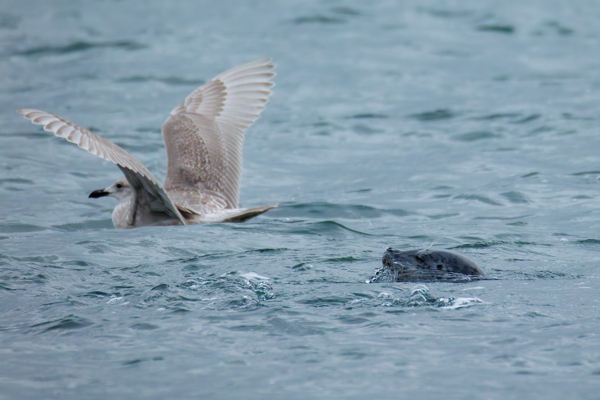 Pacific Harbor Seal - ML646703003