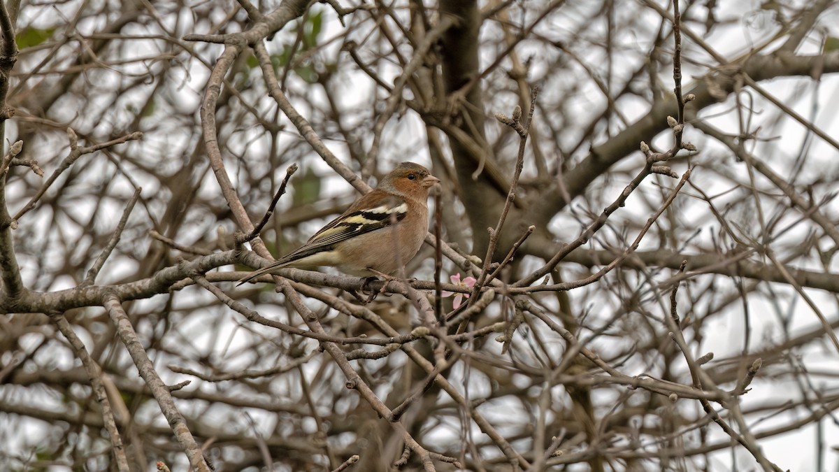 Зяблик - ML646703004