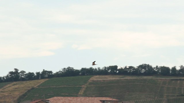 בז מצוי - ML646703008