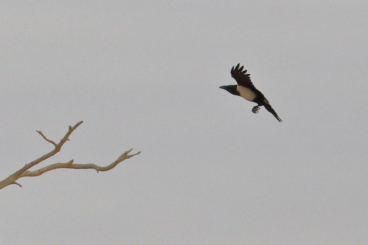 ムナジロガラス - ML646703009