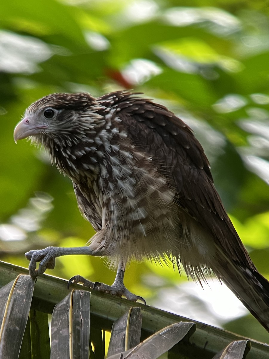 Yellow-headed Caracara - ML646703010