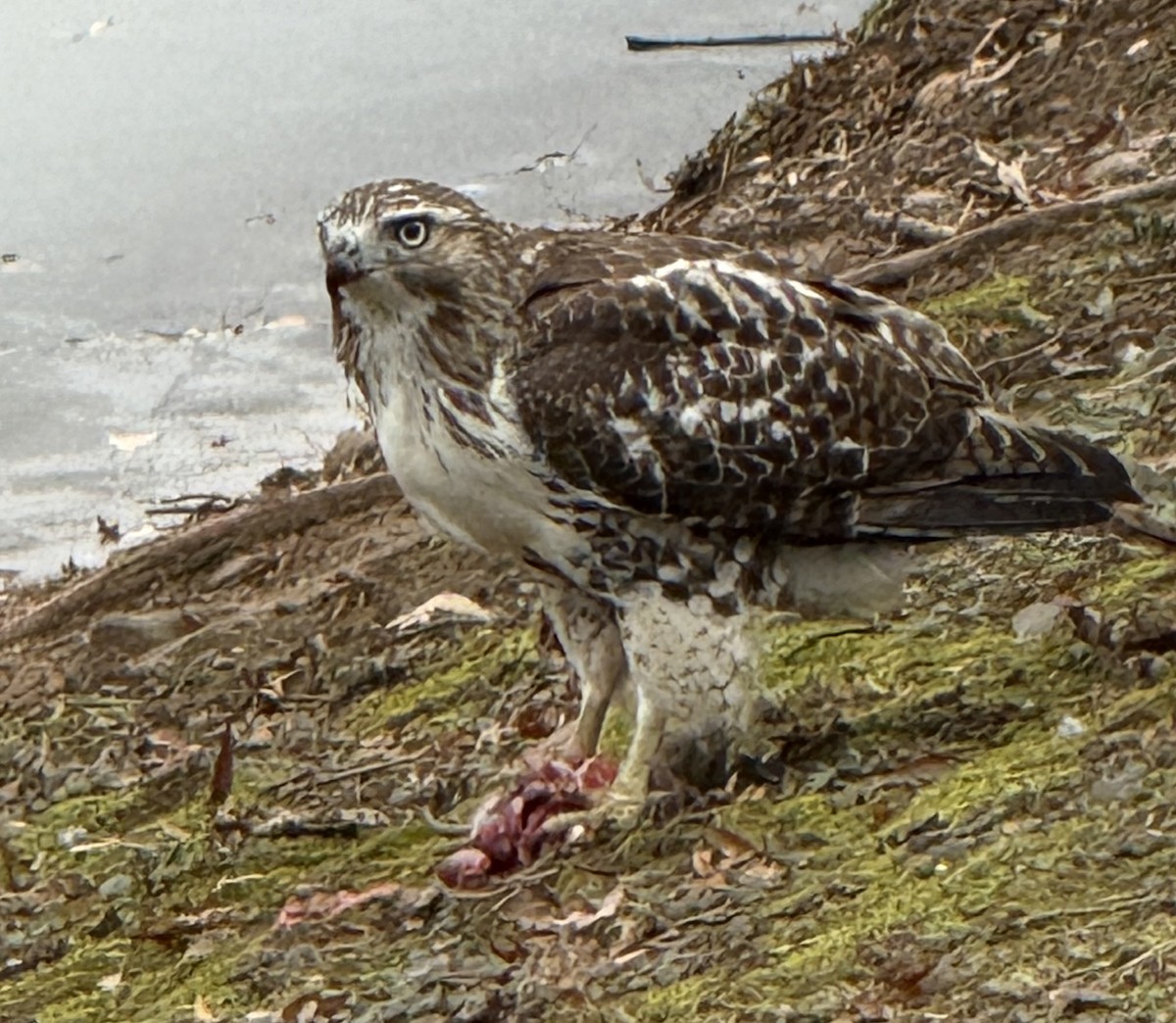 Zapelatz buztangorria - ML646703012