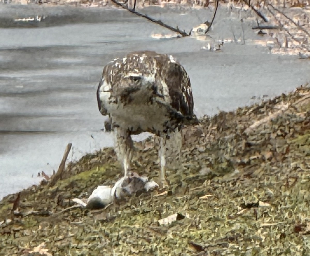 Zapelatz buztangorria - ML646703013