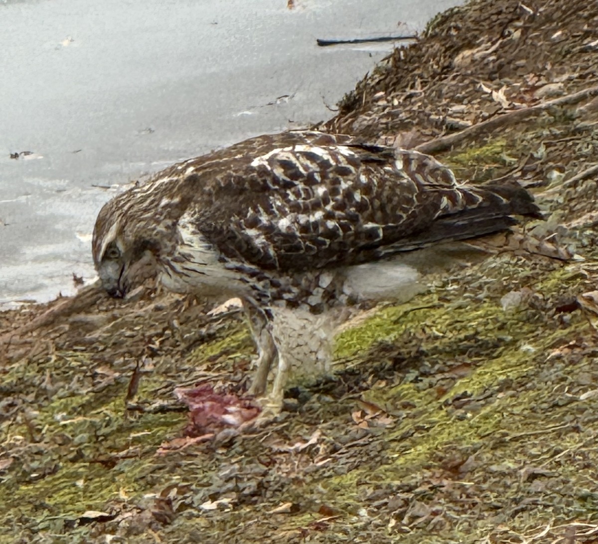 Zapelatz buztangorria - ML646703014