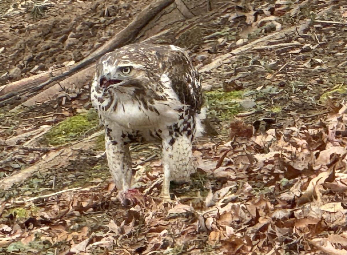 Zapelatz buztangorria - ML646703015