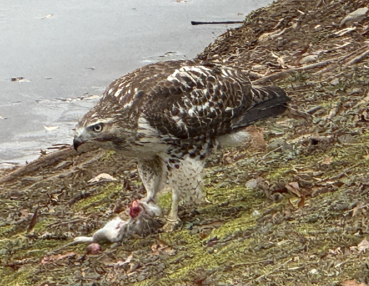 Zapelatz buztangorria - ML646703016