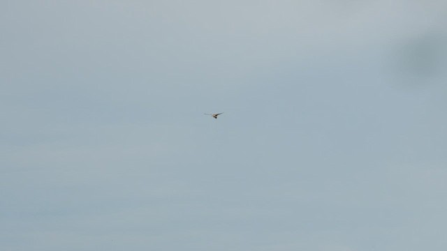 בז מצוי - ML646703021