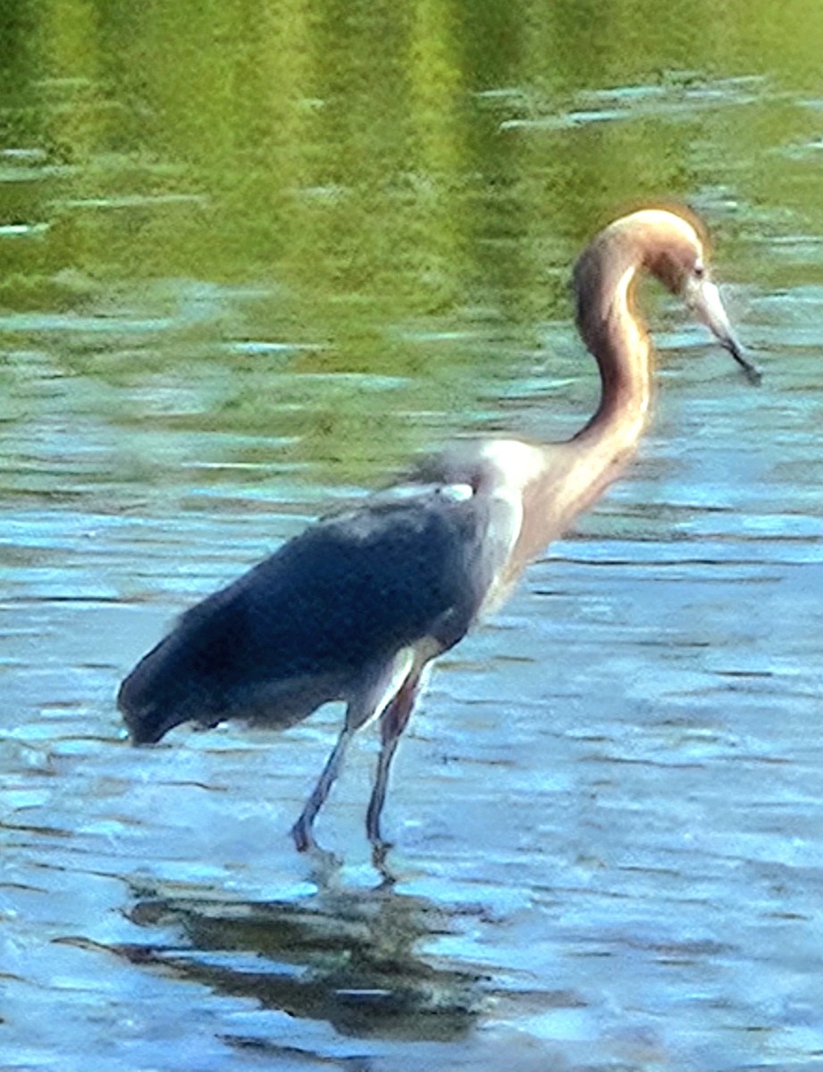 Reddish Egret - ML646703022