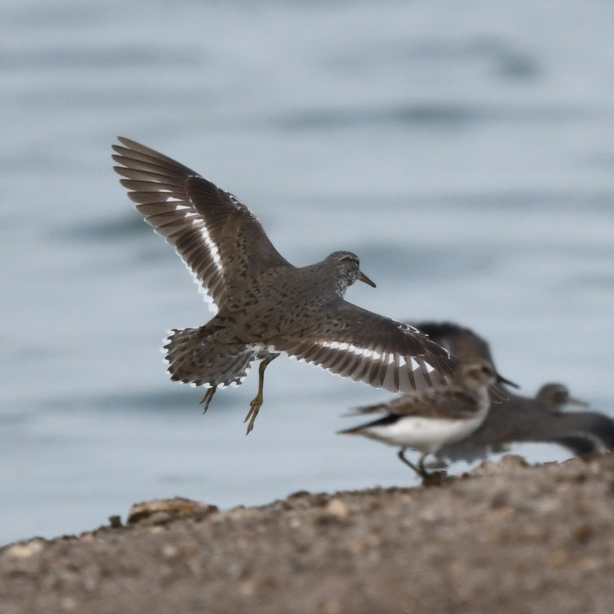 Piro piro macchiato - ML646703023