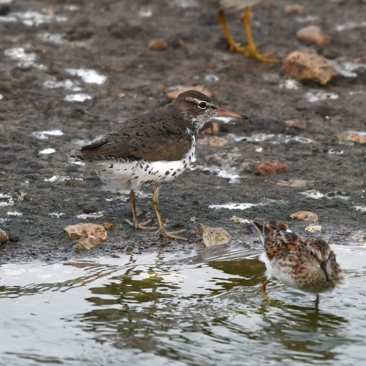 Piro piro macchiato - ML646703024