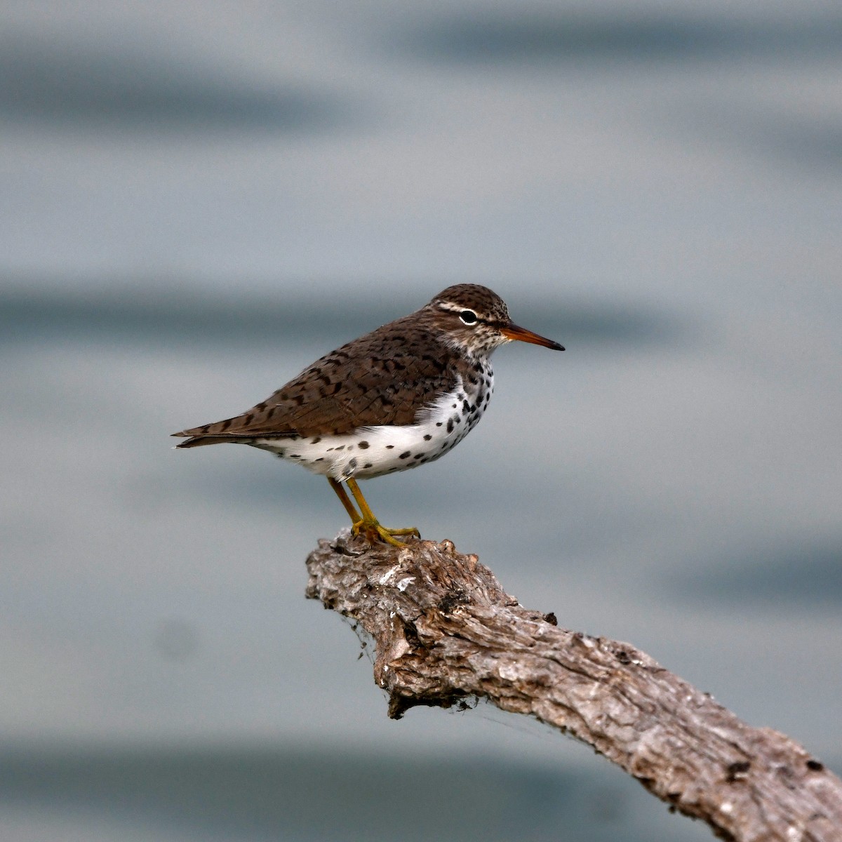 Piro piro macchiato - ML646703025