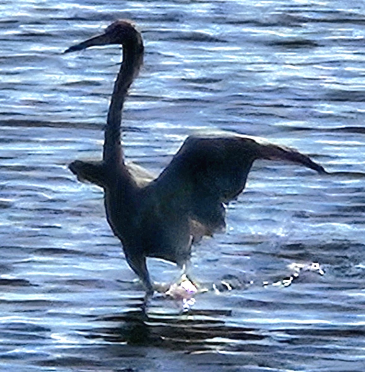 Reddish Egret - ML646703035