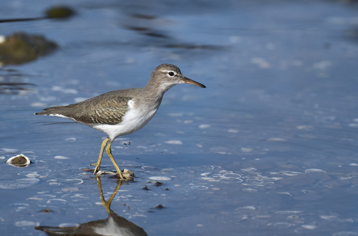 Drosseluferläufer - ML646703044