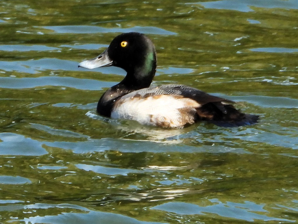 スズガモ - ML646703046