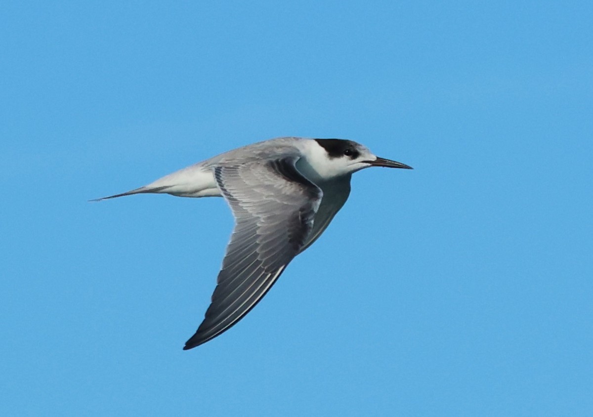 Common Tern - ML646703047