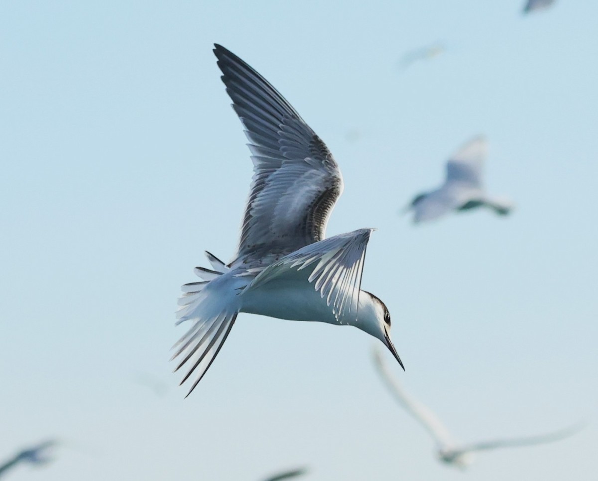 Common Tern - ML646703048