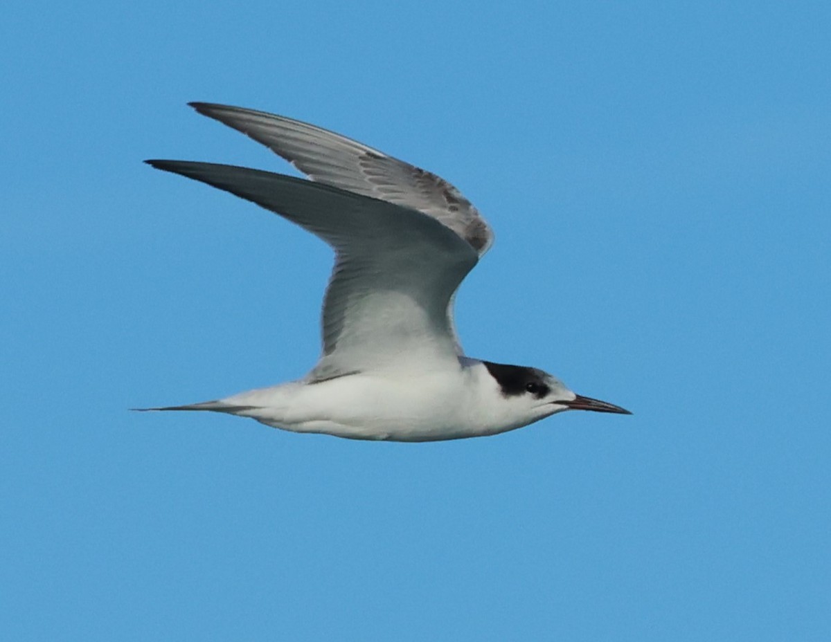 Common Tern - ML646703049
