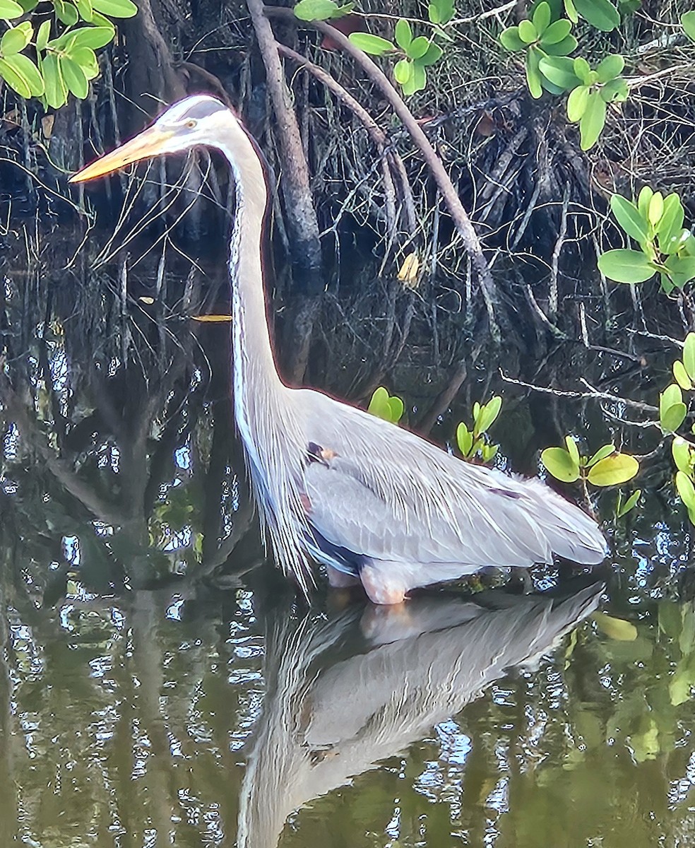 Great Blue Heron - ML646703051