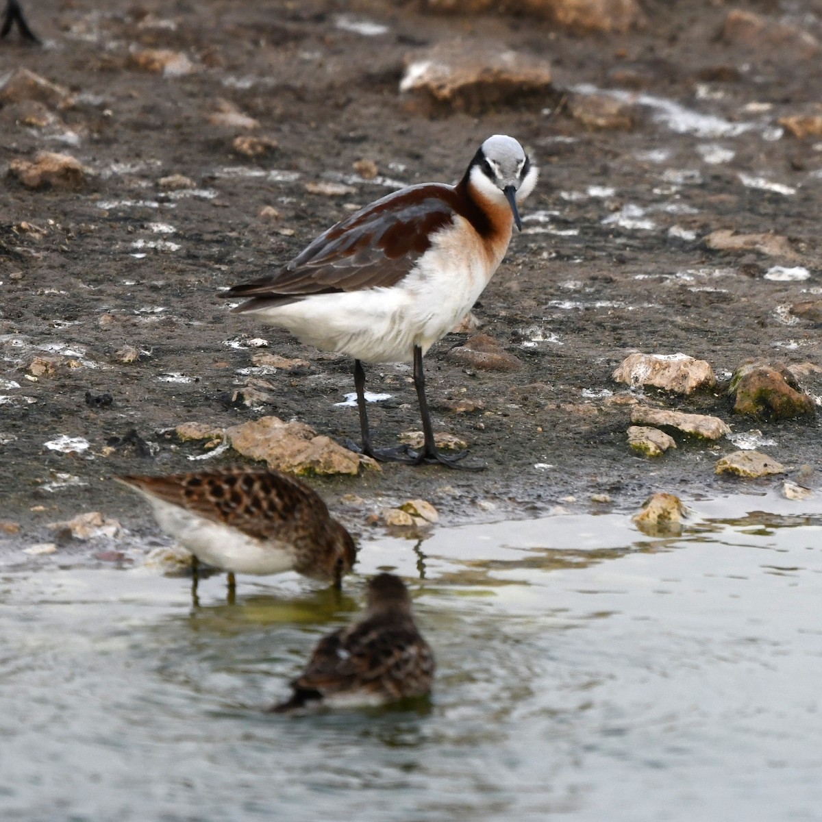 lyskonoh dlouhozobý - ML646703057