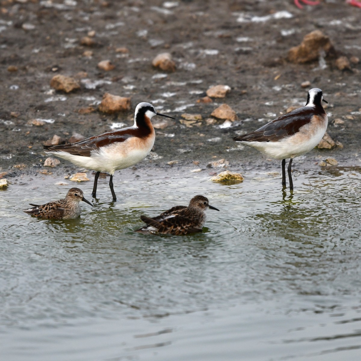 lyskonoh dlouhozobý - ML646703058