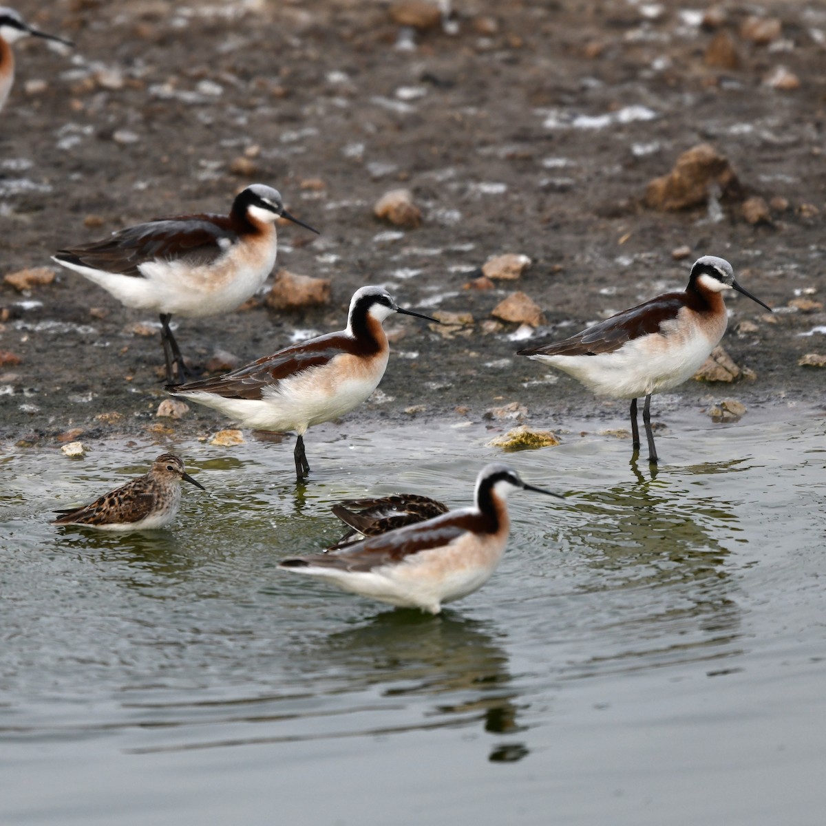 lyskonoh dlouhozobý - ML646703059