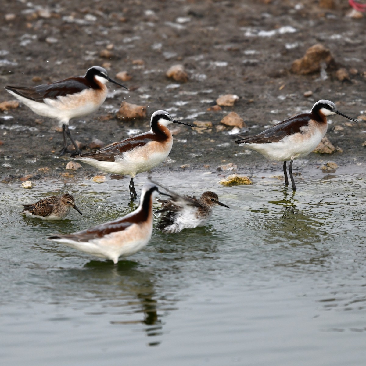 lyskonoh dlouhozobý - ML646703060